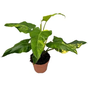 50 cm  Philodendron Domesticum Variegata House Plant 17 cm Pot