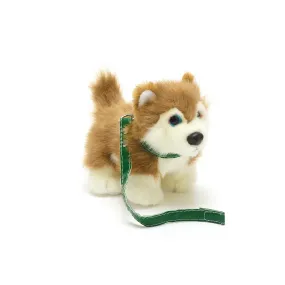 Small Hunaja Husky with Green Collar and Lead